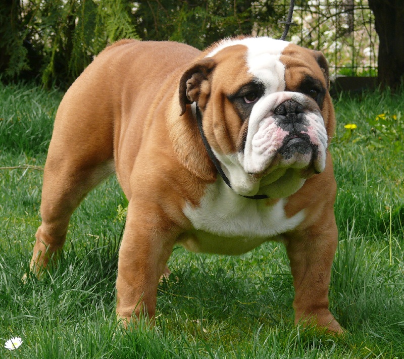 Frenchdog'art du clos stéfanel