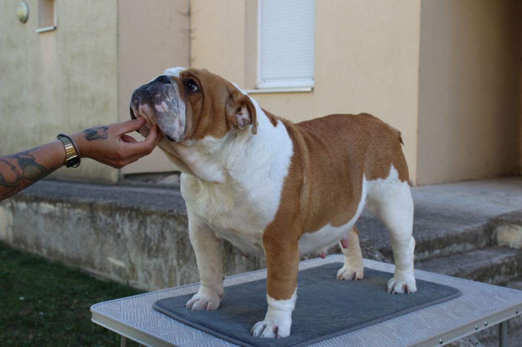 bulldog feeling Bring out the beast