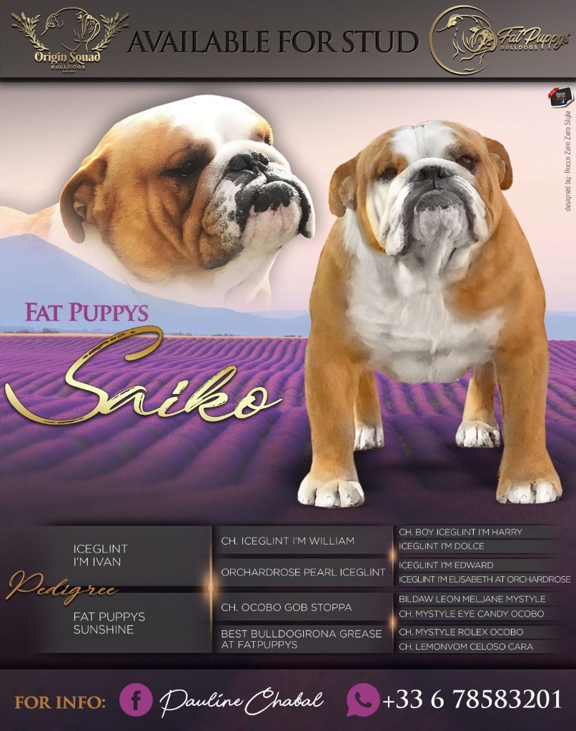 fat puppys Fat puppy?s saiko