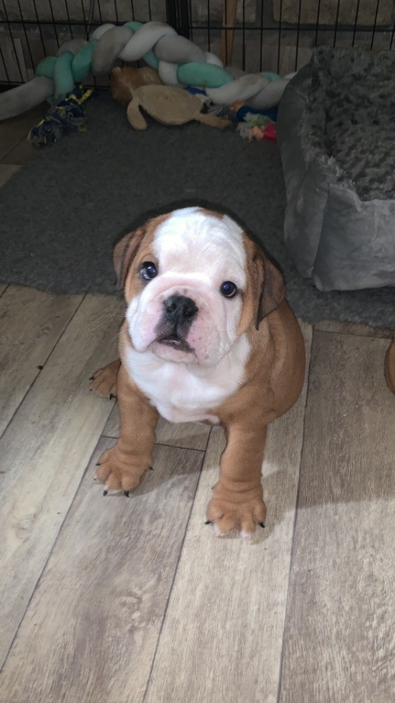 Origin Squad - Chiots disponibles - Bulldog Anglais